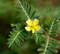  puncturevine ،bullhead ، burra gokharu، cat's head